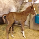 Filly out of Handwritten N Spring ApHC (Owned by Lori PIeprzyca)